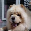 Chow Chow kutyák eladók