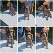 German quail puppies