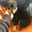 Pedigree Rottweilers for good homes