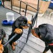 Pedigree Rottweilers for good homes