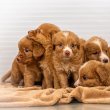 Toller - Vadkacsavadász retriever kölykök