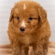 Toller - Vadkacsavadász retriever kölykök