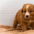 Toller - Vadkacsavadász retriever kölykök