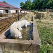 Kuvasz, kan  testvérpár ingyen elvihető