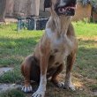 Bandog 