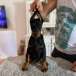 Doberman kölykök