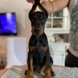 Doberman kölykök