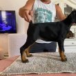 Doberman kölykök