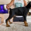 Doberman kölykök