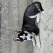 kölyök Husky eladó