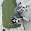 kölyök Husky eladó