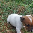 Jack Russel Terrier