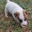 Jack Russel Terrier