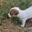 Jack Russel Terrier