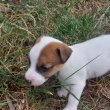 Jack Russel Terrier