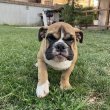 Angol bulldog