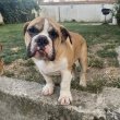 Angol bulldog