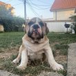 Angol bulldog