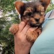 Yorkshire terrier kiskutyák, Yorki babák