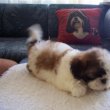 Shih-Tzu kölykök eladók!