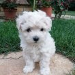 Bichon havanese kislányok