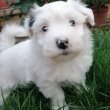 Bichon Havanese kislányok