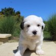 Bichon Havanese kislányok