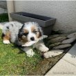 australian shepherd puppy