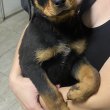 Rottweiler kiskutyák