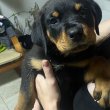 Rottweiler kiskutyák