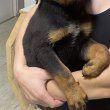 Rottweiler kiskutyák