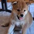 Shiba Inu kölykök felelős gazdijaikat keresik