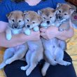 Shiba Inu kölykök felelős gazdijaikat keresik