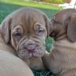 Dogue de Bordeaux kölykök