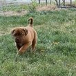 Dogue de Bordeaux kölykök