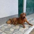 Dogue de Bordeaux kölykök