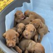 Hungarian vizle puppies