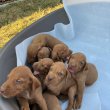 Hungarian vizle puppies