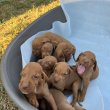 Hungarian vizle puppies