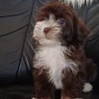 Csokoládé bichon havanese kislányka eladó