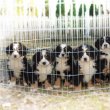 Bernese mountain dog