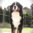 Bernese mountain dog