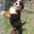 Bernese mountain dog