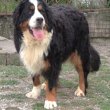 Bernese mountain dog