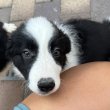 Border collie