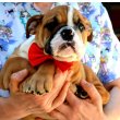 English Bulldog, top breed 