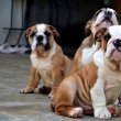 English Bulldog, top breed 