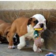 English Bulldog, top breed 