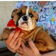 English Bulldog, top breed 