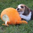 Törzskönyves,tri/bicolor beagle kiskutyák eladók!